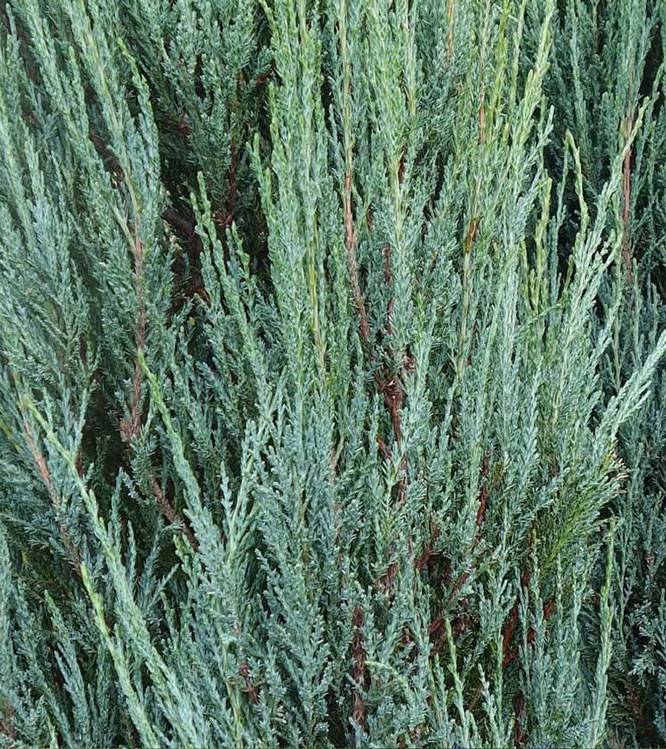 Juniperus scopulorum  Blue Arrow