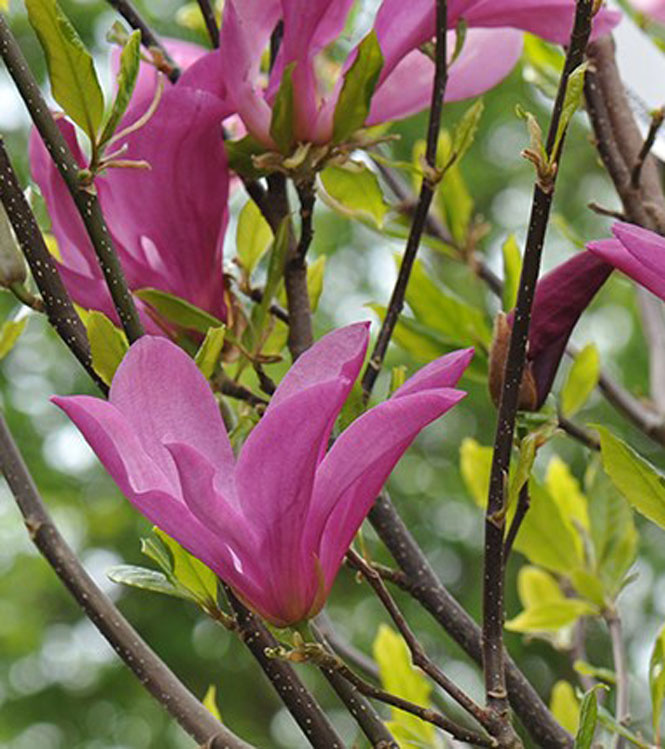 Magnolia x Susan