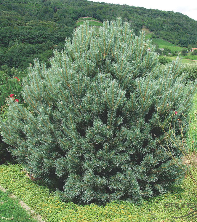 Pinus sylvestris Watererii