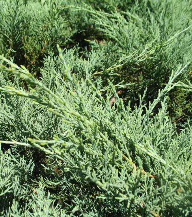 Juniperus chinensis Hetzii