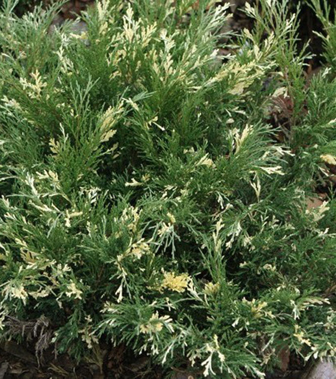 Juniperus horizontalis Andorra Compact Variegata