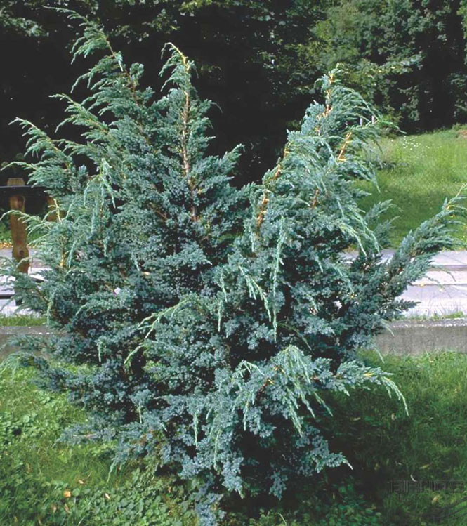 Juniperus squamata Meyeri