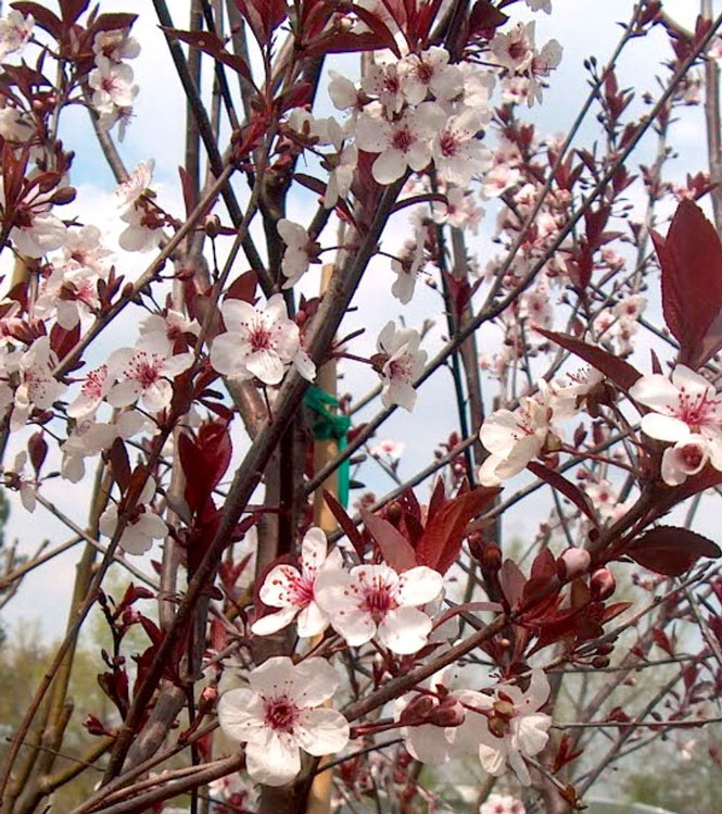 Prunus cerasifera Pissardii