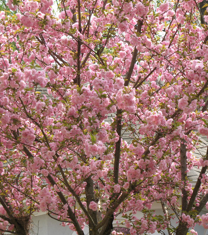 Prunus serrulata Kanzan