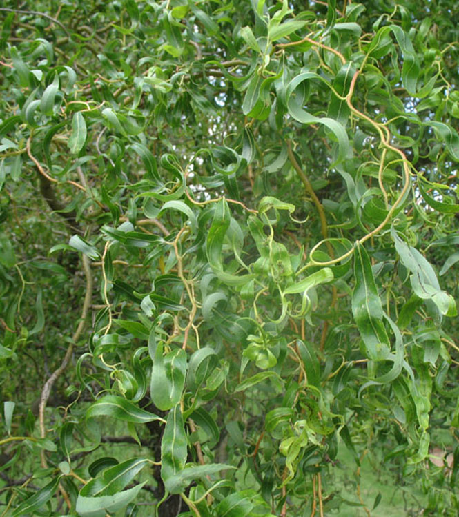 Salix matsudana