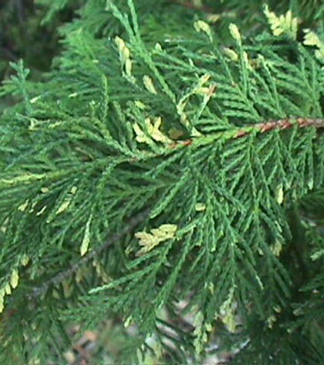 Cupressocyparis leylandii