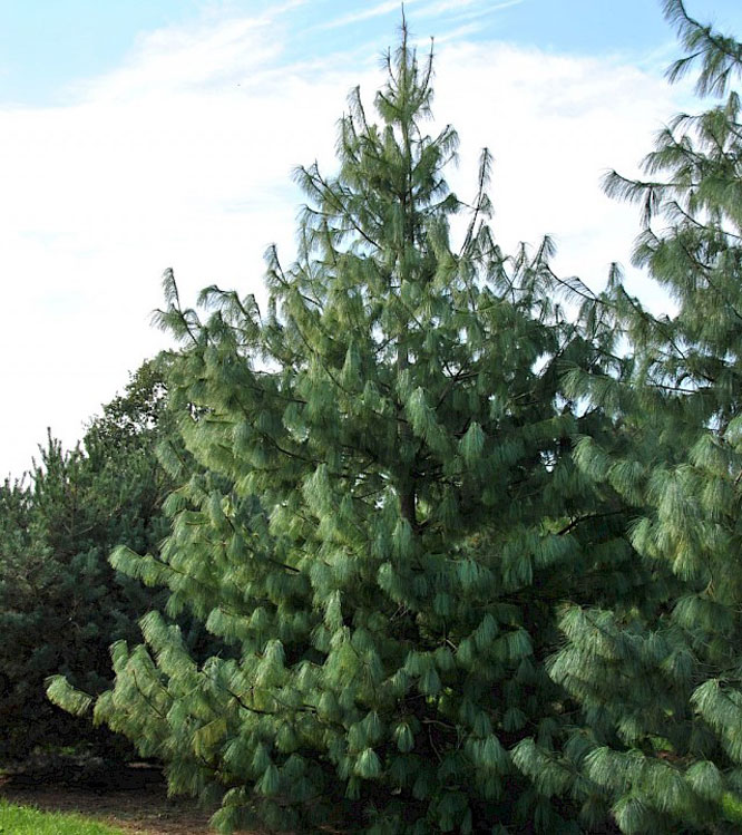 Pinus excelsa