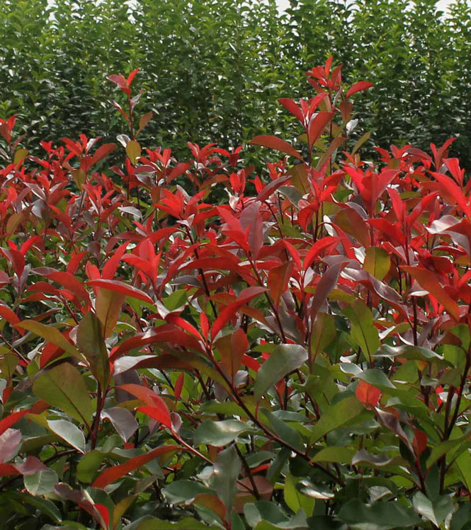 Photinia x fraserii Red Select